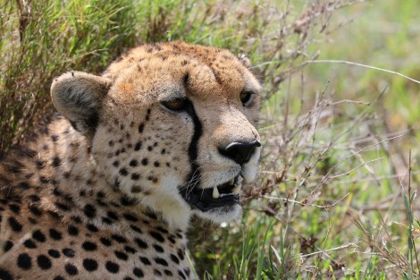 Cheetah on the plains of the Serengeti