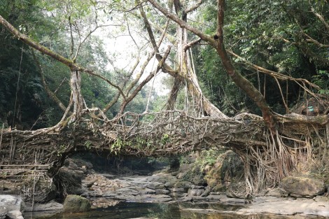 living root bridge near Mawlynnong