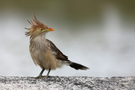 Guira Cuckoo in the Reserva Ecológica Costanera Sur