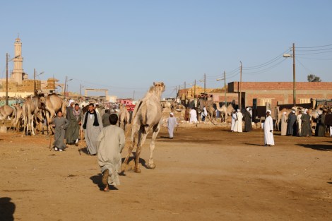 at the Birqash Camel Market