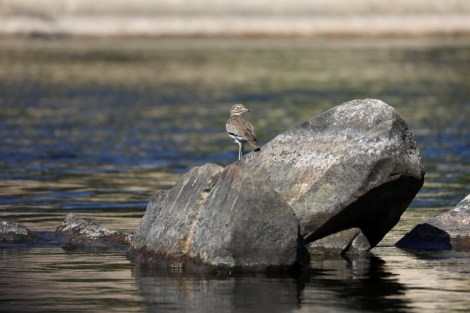 Senegal Thick-knee